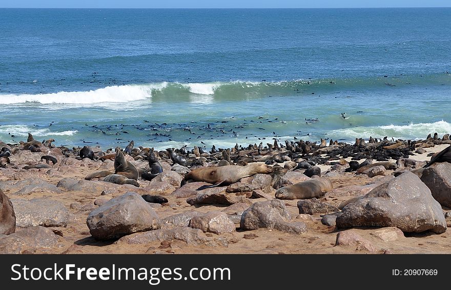 Colony of seals in Namibia seacoast, Cape cross location.