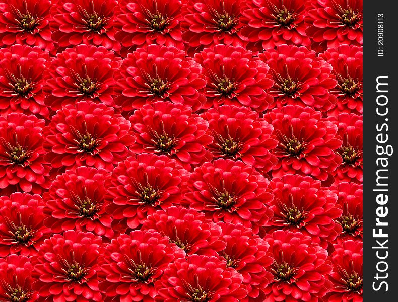 Red Flowers Background
