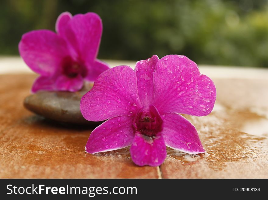 Stones and orchid on the brown background