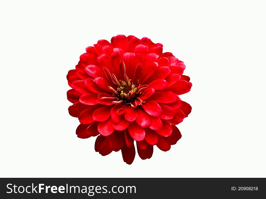 Red Flowers on White Background. Red Flowers on White Background