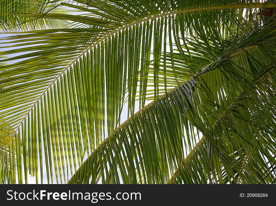 Detail - coconut palm tree leaves