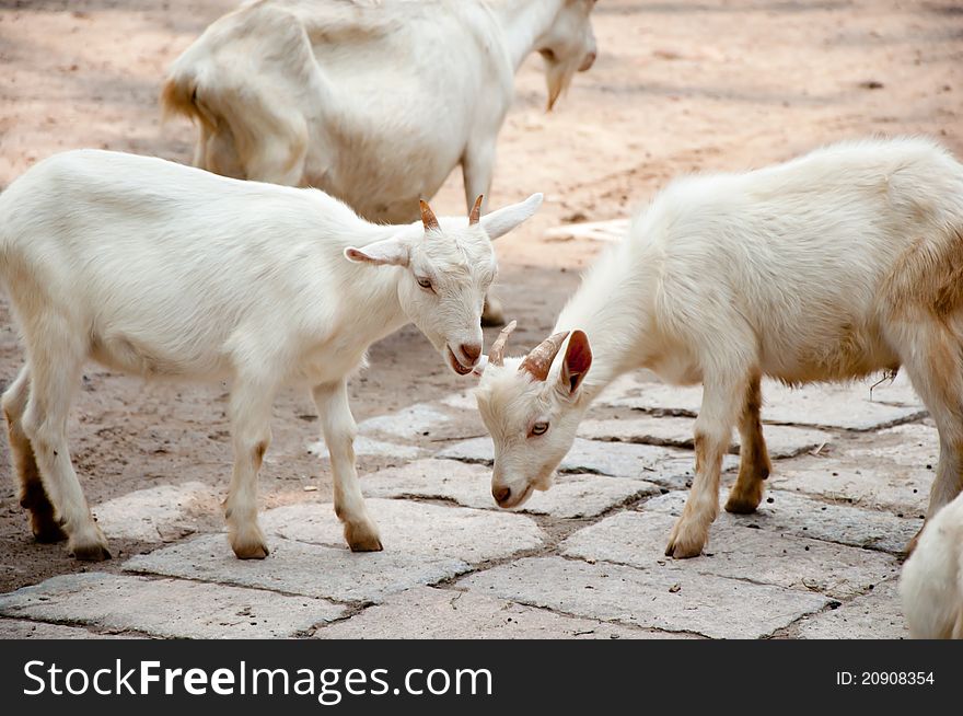 A lot of young goat in the farm