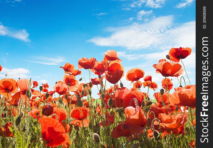 FÄ±eld of Red poppies on blue sky. FÄ±eld of Red poppies on blue sky