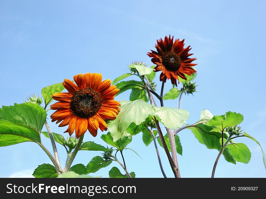 Orange sunflower on blue sky background