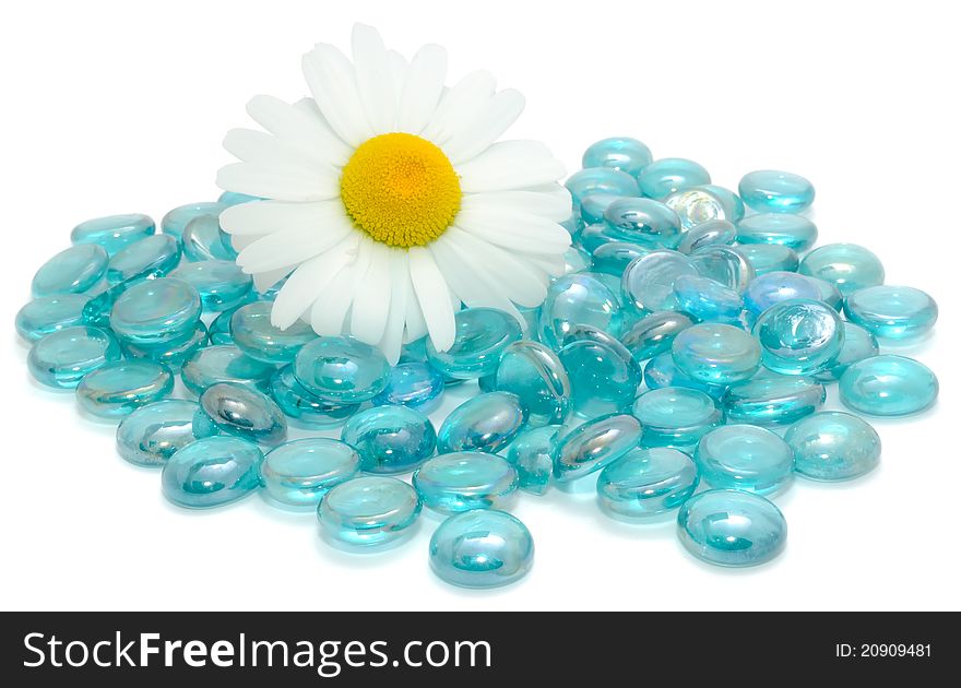 A daisy flower on blue glass stones on a white background