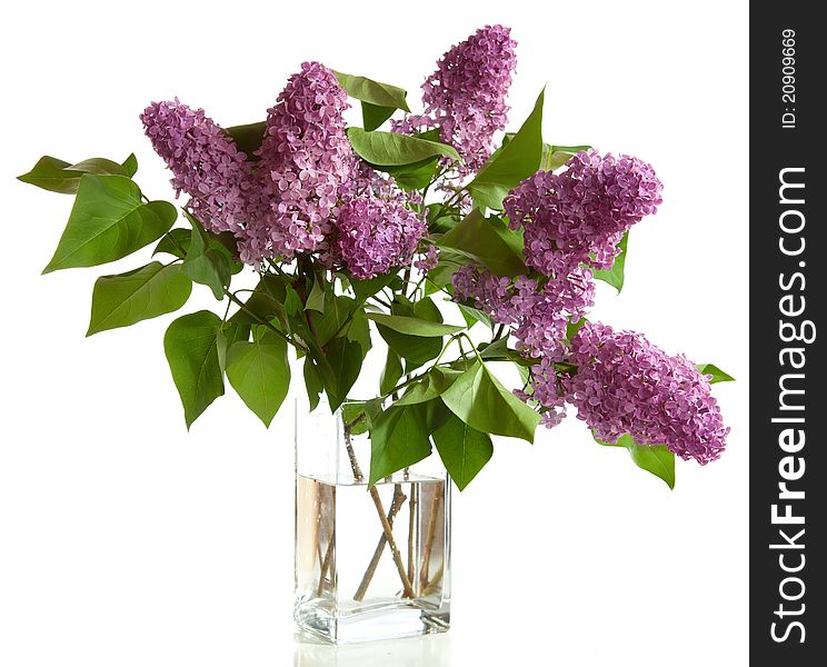 Bouquet of spring purple Lilac in a vase isolated on a white background.