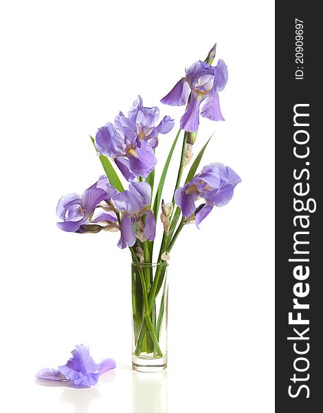 Bouquet of spring purple Irises in a vase isolated on a white background.