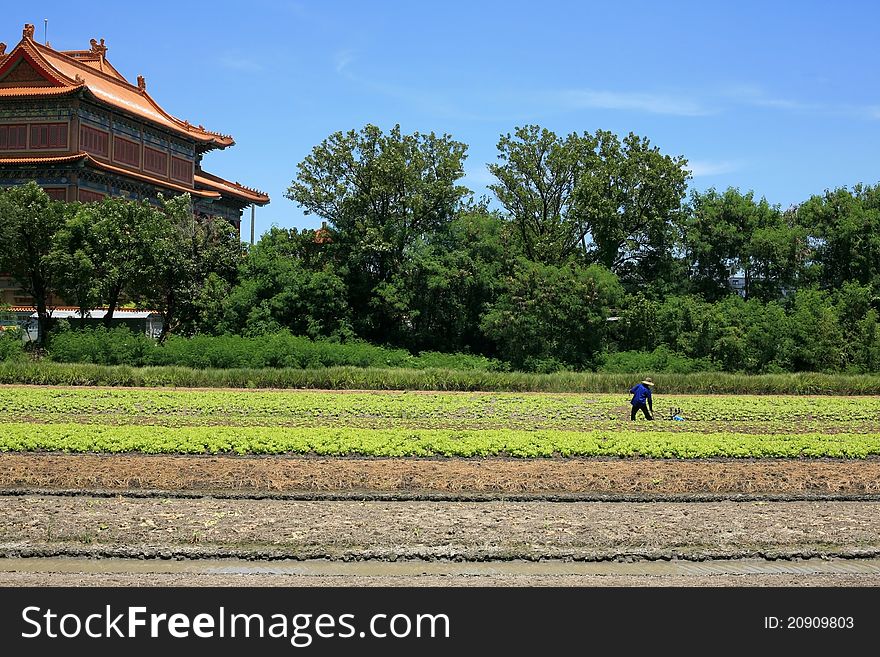 Lettuce Agriculture in front of Chinese temple. Lettuce Agriculture in front of Chinese temple