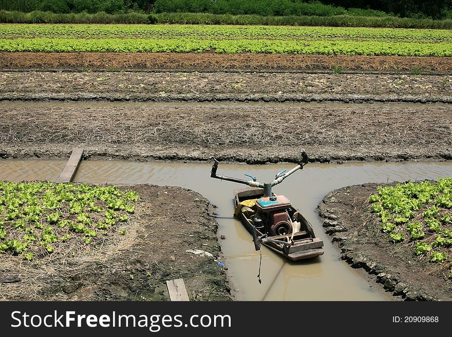 Boat On The Ditch In Lettuce Farm