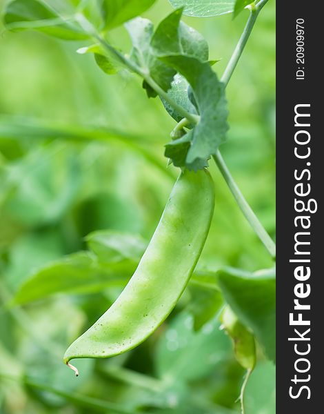 Fresh green pea growing on a farm