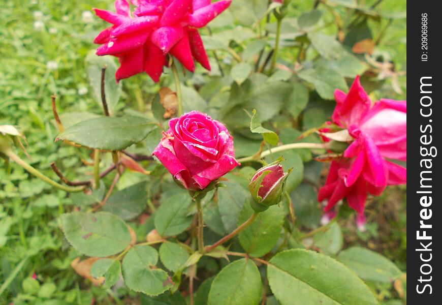 bright red roses shining in the sun