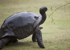 Elegant Big Turtle Being Offered Green Branch Stock Photos