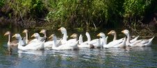 Geese On Small River Royalty Free Stock Image Geese On Small River Royalty Free Stock Image