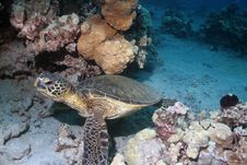 Hawaiian Green Sea Turtle Royalty Free Stock Image Hawaiian Green Sea Turtle Royalty Free Stock Image