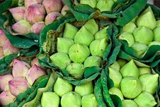 Fresh Lotus Bud Bouquet Royalty Free Stock Photos Fresh Lotus Bud Bouquet Royalty Free Stock Photos
