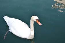 Swan Swimming Stock Photo
