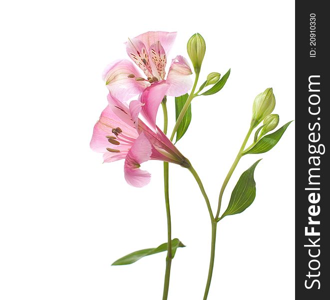 Alstroemeria flowers isolated on white background.