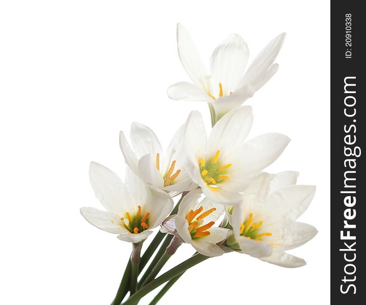 Lilies isolated on a white background. zephyranthes candida