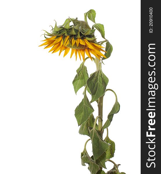 Sunflower isolated on a white background