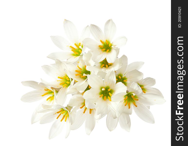 Lilies isolated on a white background. zephyranthes candida