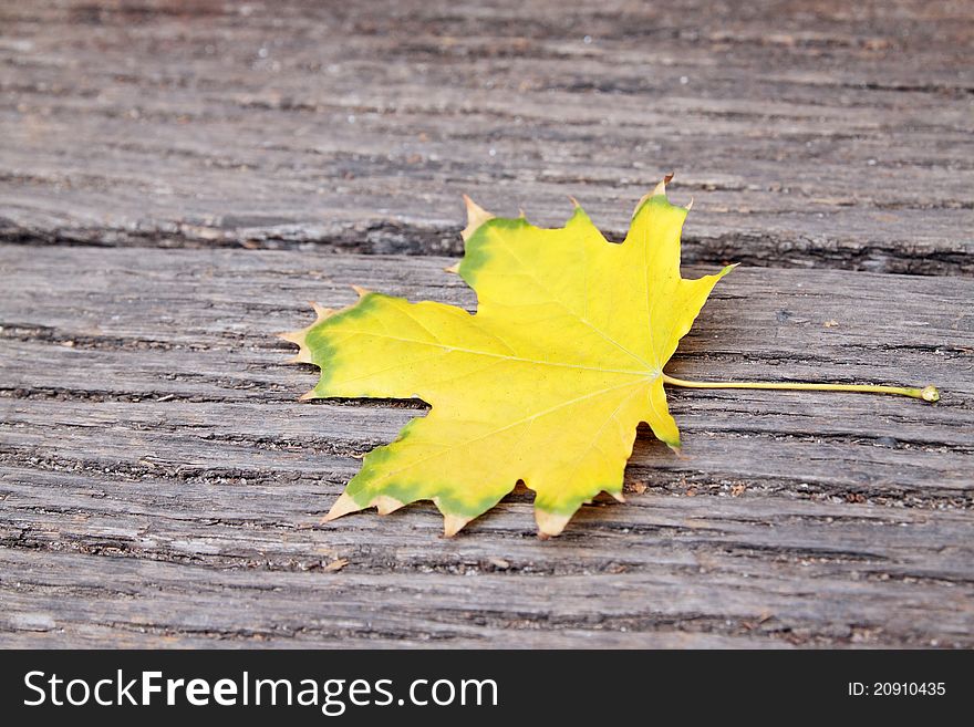 Yellow maple leaf on the wooden board