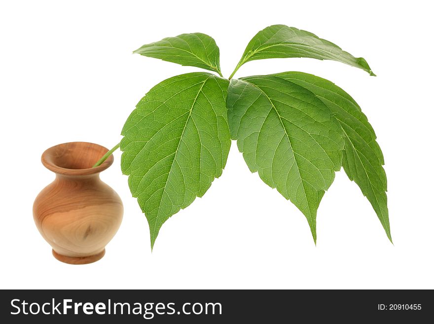 Virginia creeper (Parthenocissus quinquefolia) leaves isolated on the white