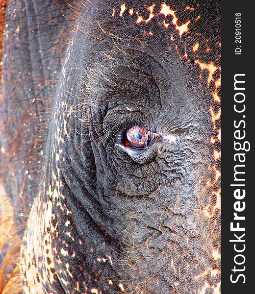 Colors of the Elephant eye. Brown pupil with blue eye lens with thick eyelashes.