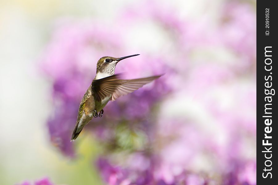 A beautiful female ruby throated hummingbird in motion in the garden. A beautiful female ruby throated hummingbird in motion in the garden.