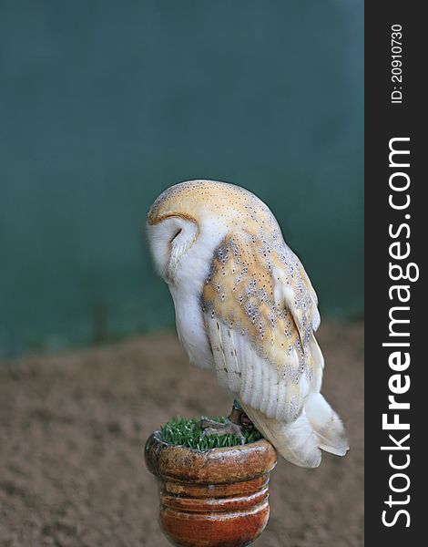 Profile of a Barn Owl  sitting on a post