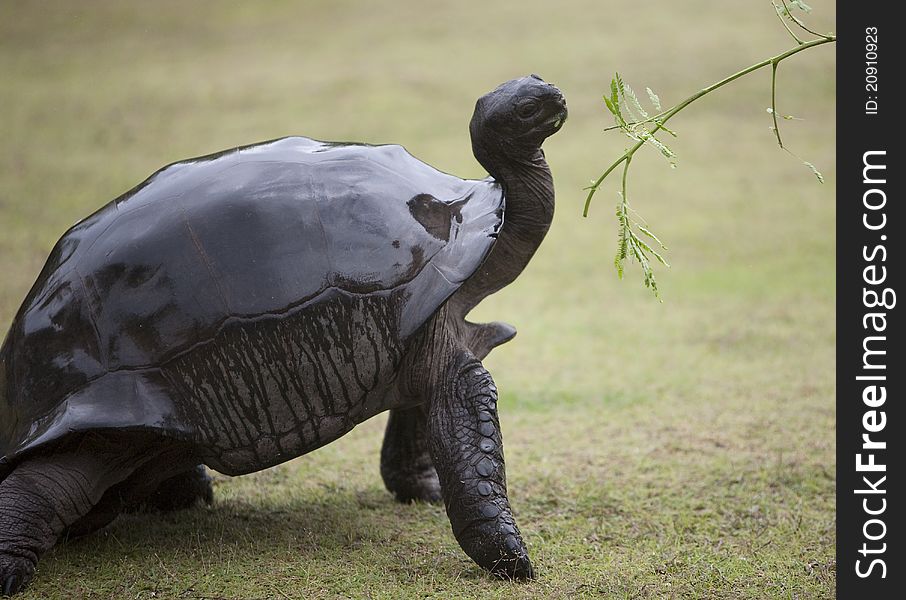 A picture of an elegant big brown turtle with a wet shell being offered a green branch to eat. A picture of an elegant big brown turtle with a wet shell being offered a green branch to eat