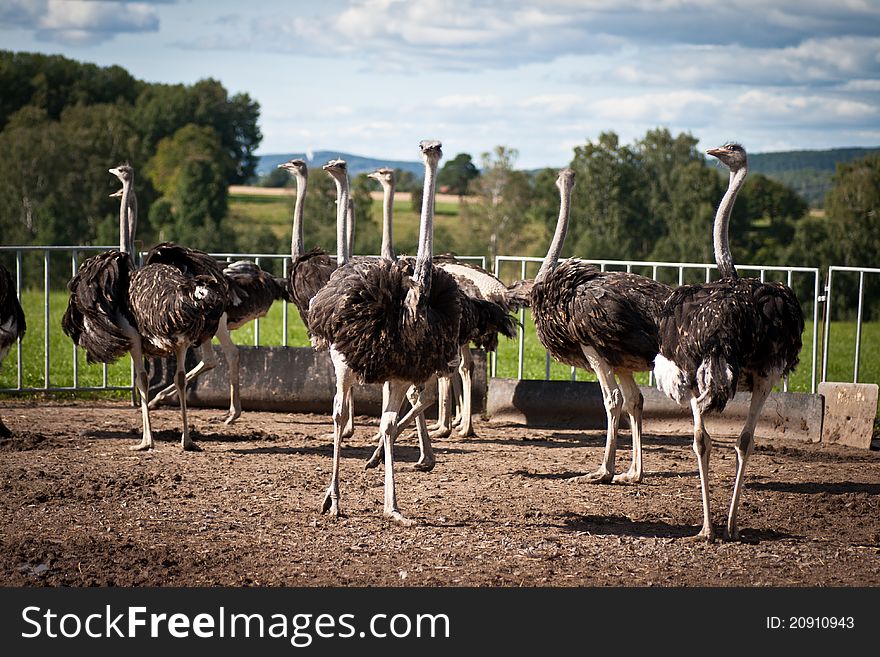 Some ostriches standing on a farm. Some ostriches standing on a farm