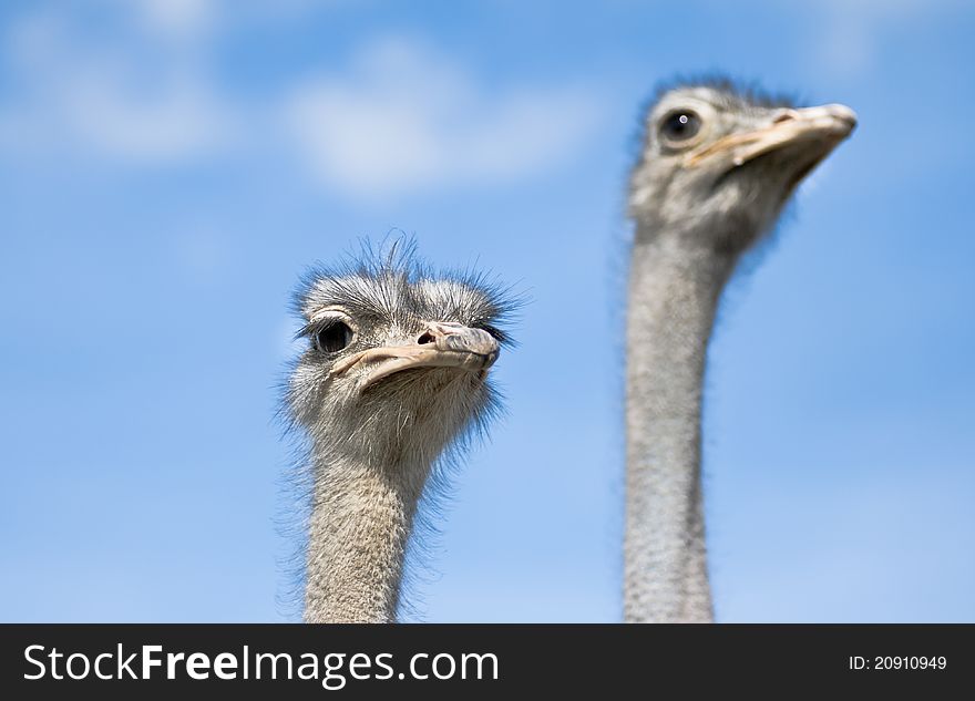 Two ostriches watching out on a farm