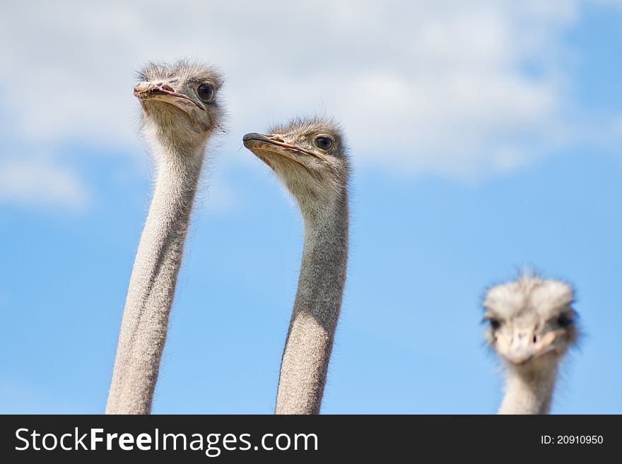 Three ostriches on a farm