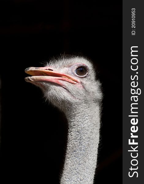 Isolated Ostrich