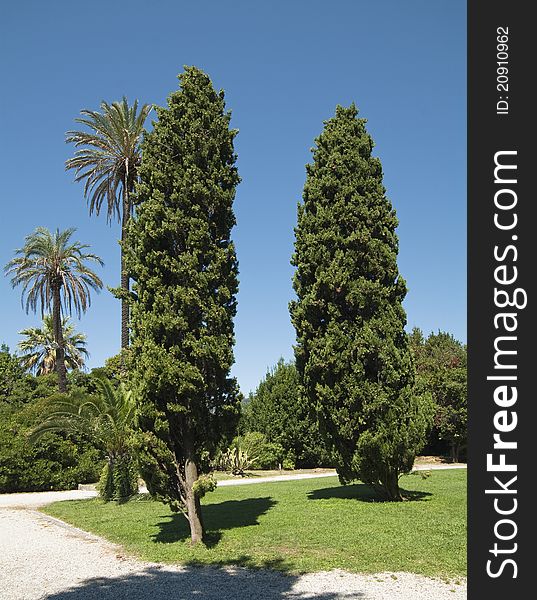 Trees by the Public Park of Rapallo (Liguria, Italy)