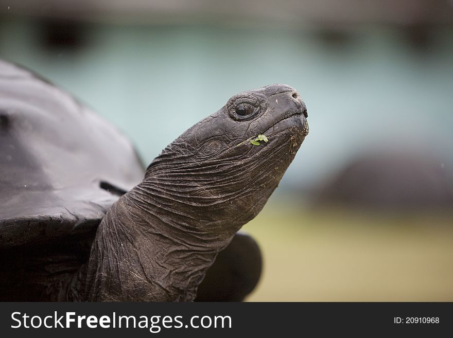 Close up of a turtle s snout