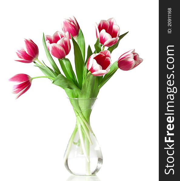 Pink and white tulips in the transparent vase isolated on white.