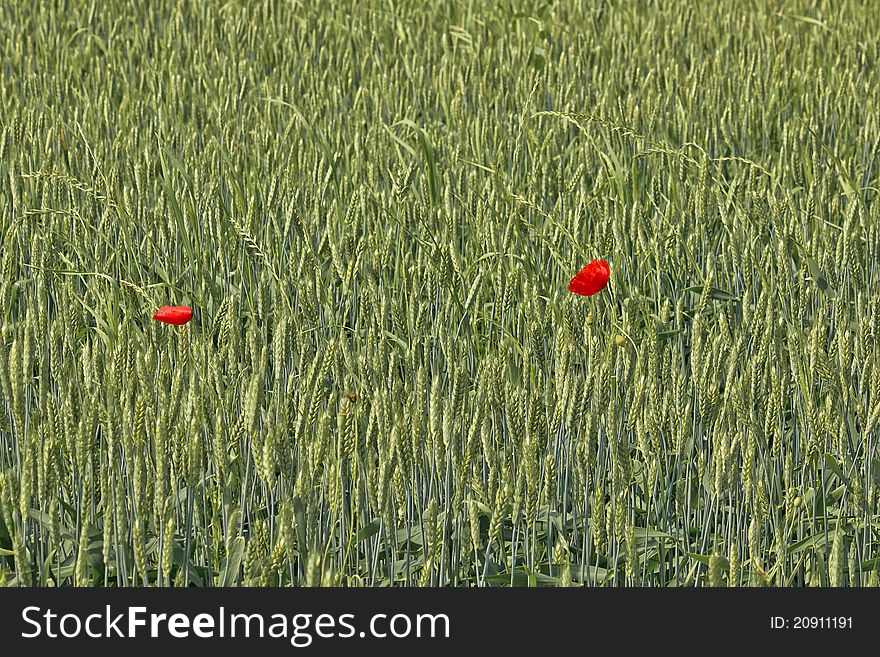 Two red poppy flowers in green wheat field. Two red poppy flowers in green wheat field