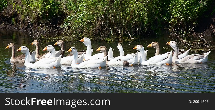 Geese On Small River