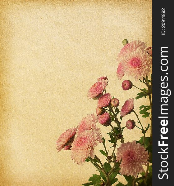 Vintage paper textures with pink chrysanthemum. Vintage paper textures with pink chrysanthemum