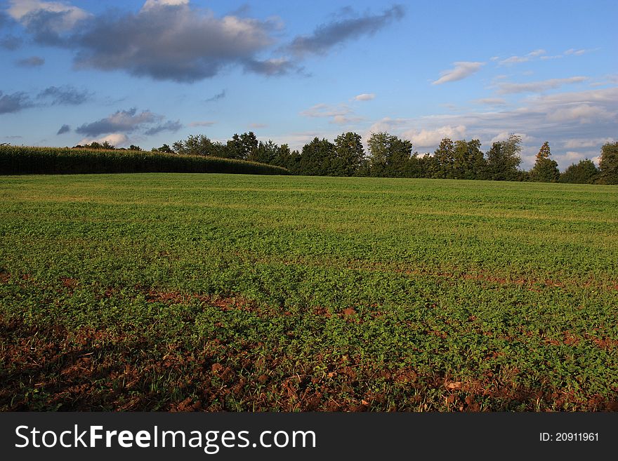 Beautiful Grassland In Summer