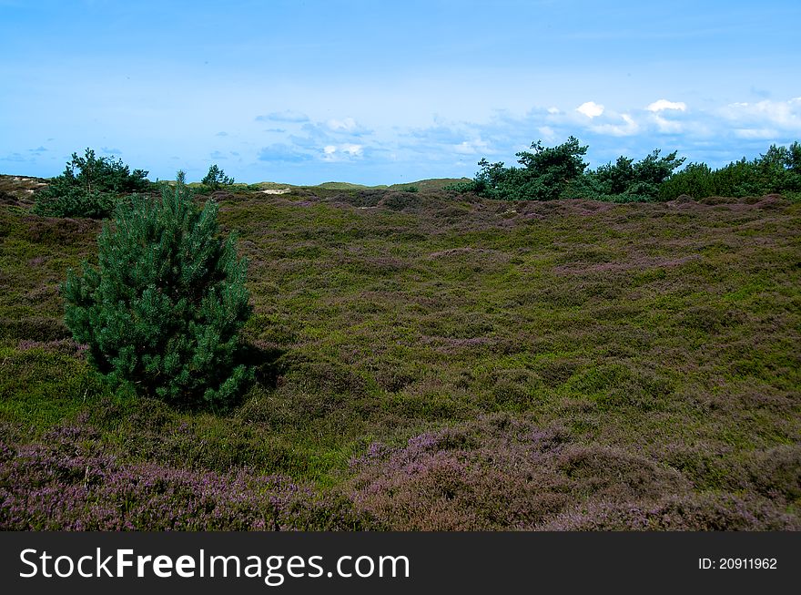 Moorland herb on the island of Amrum, Germany