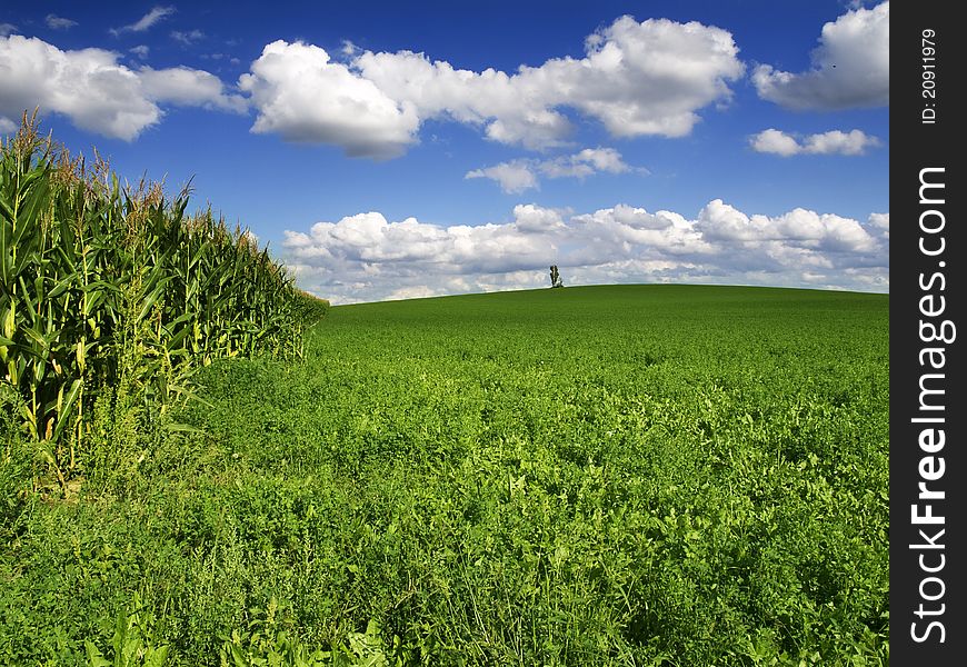 Corn field and blue sky with clouds