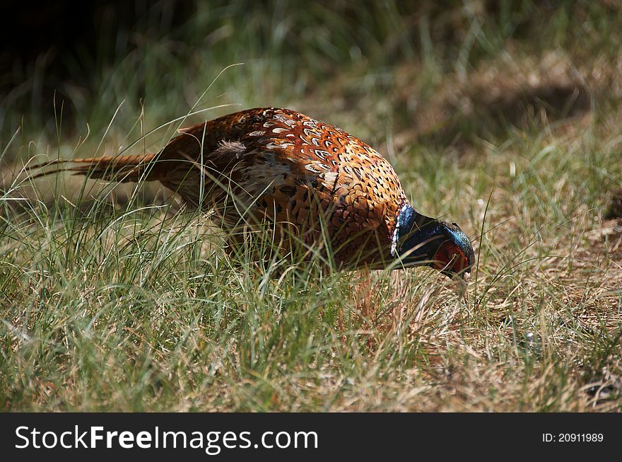 Pheasant [Phasianus colchicus] search for food in gras