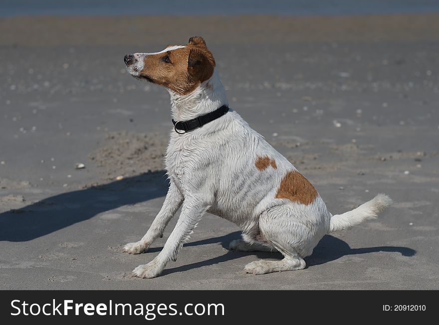 Jack Russel Terrier sitting in the sand. Jack Russel Terrier sitting in the sand