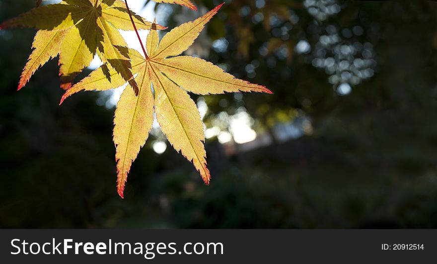 Leaves in fall against the sun. Leaves in fall against the sun