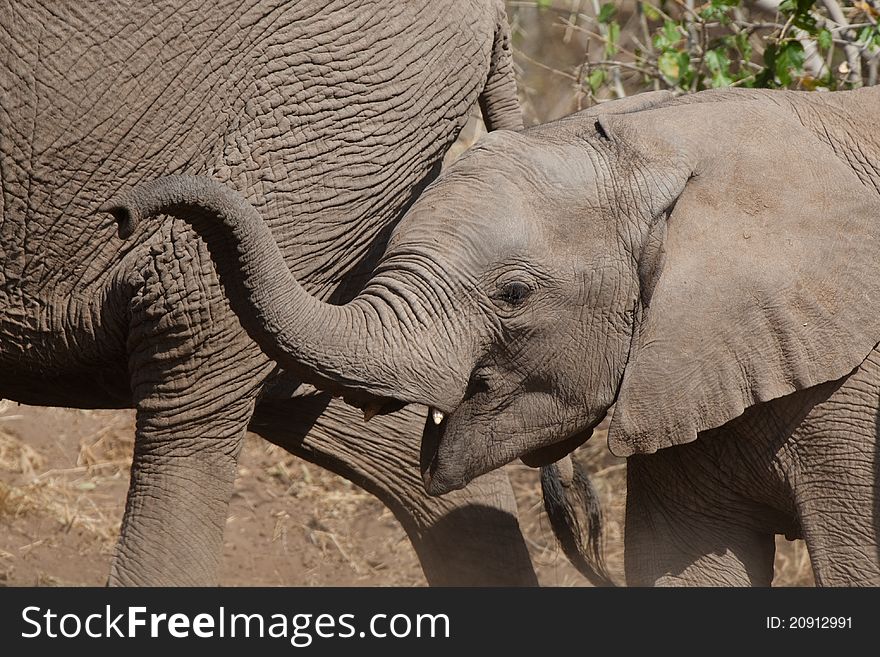 A closeup of an elephant calf walking next to its mother with its trunk lifted. A closeup of an elephant calf walking next to its mother with its trunk lifted