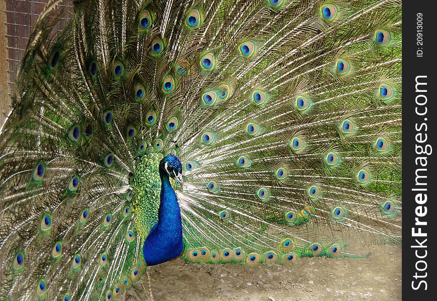 Male Peacock With Plumage In Full Display