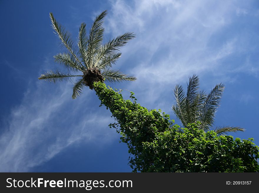 Date palm in down perspective