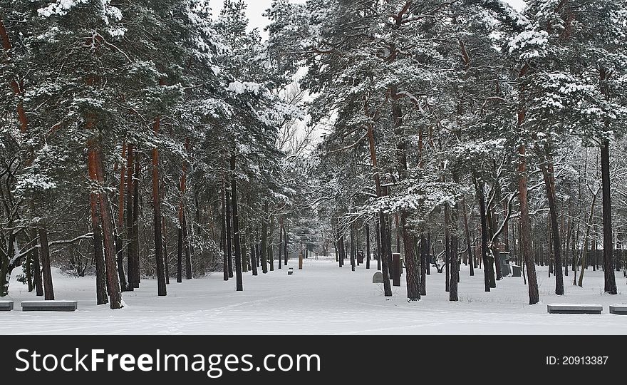 Rows of trees in a snowy forest